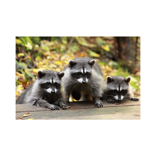 特定外来生物「アライグマ」